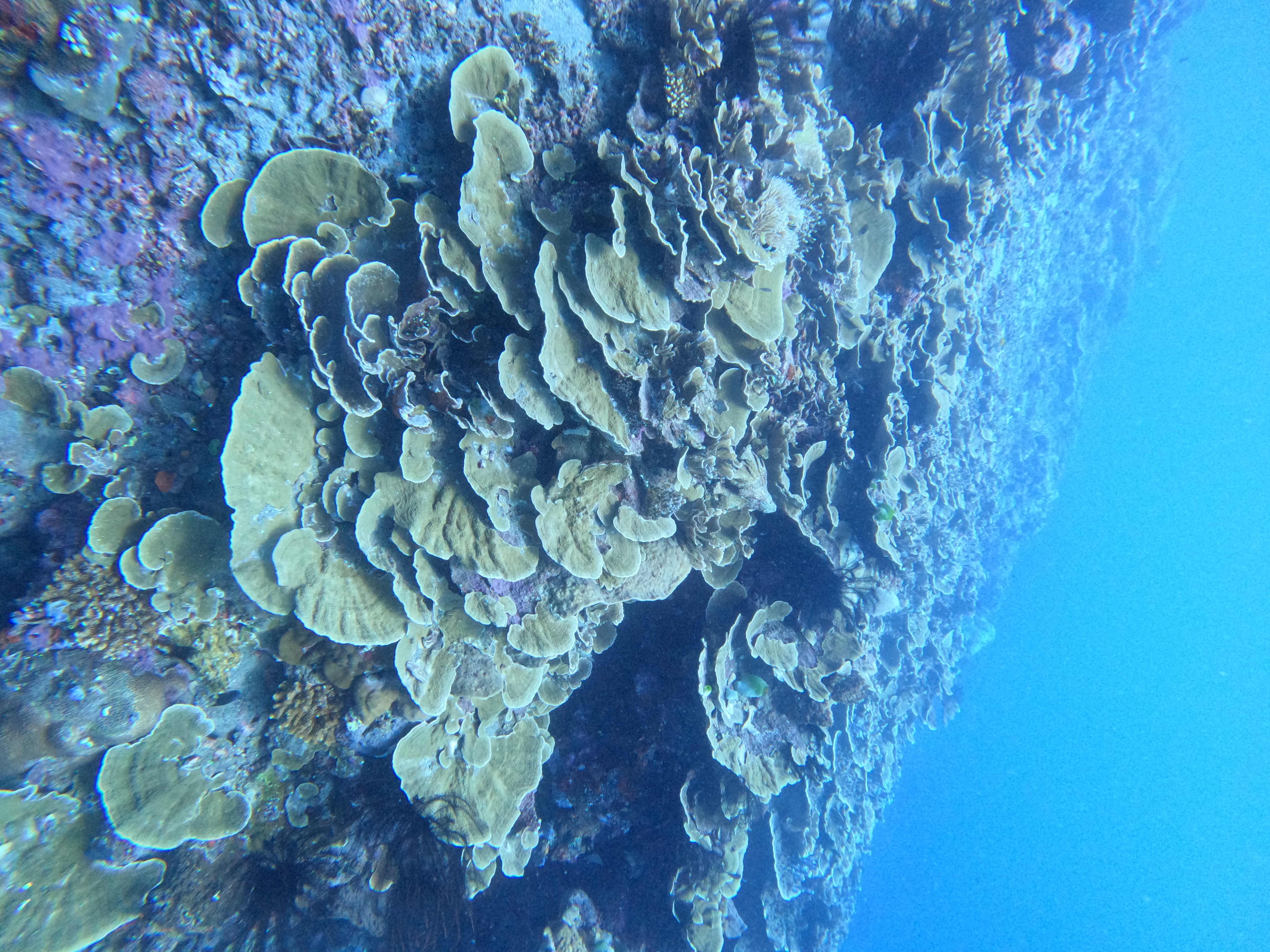 Alamanda dive photo