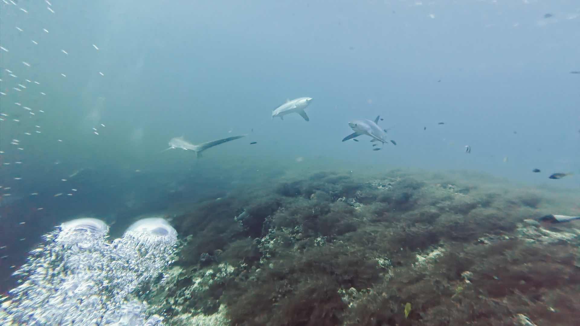 Kimud Shoal dive photo