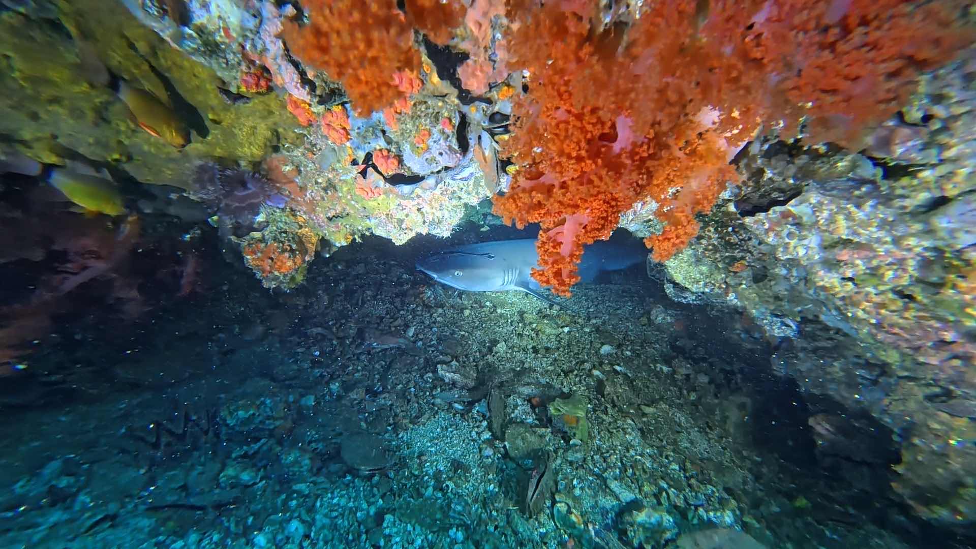 Gato Island dive photo