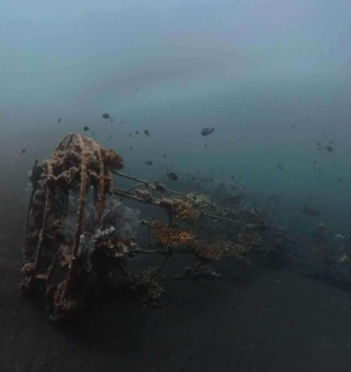 Coral Garden dive photo
