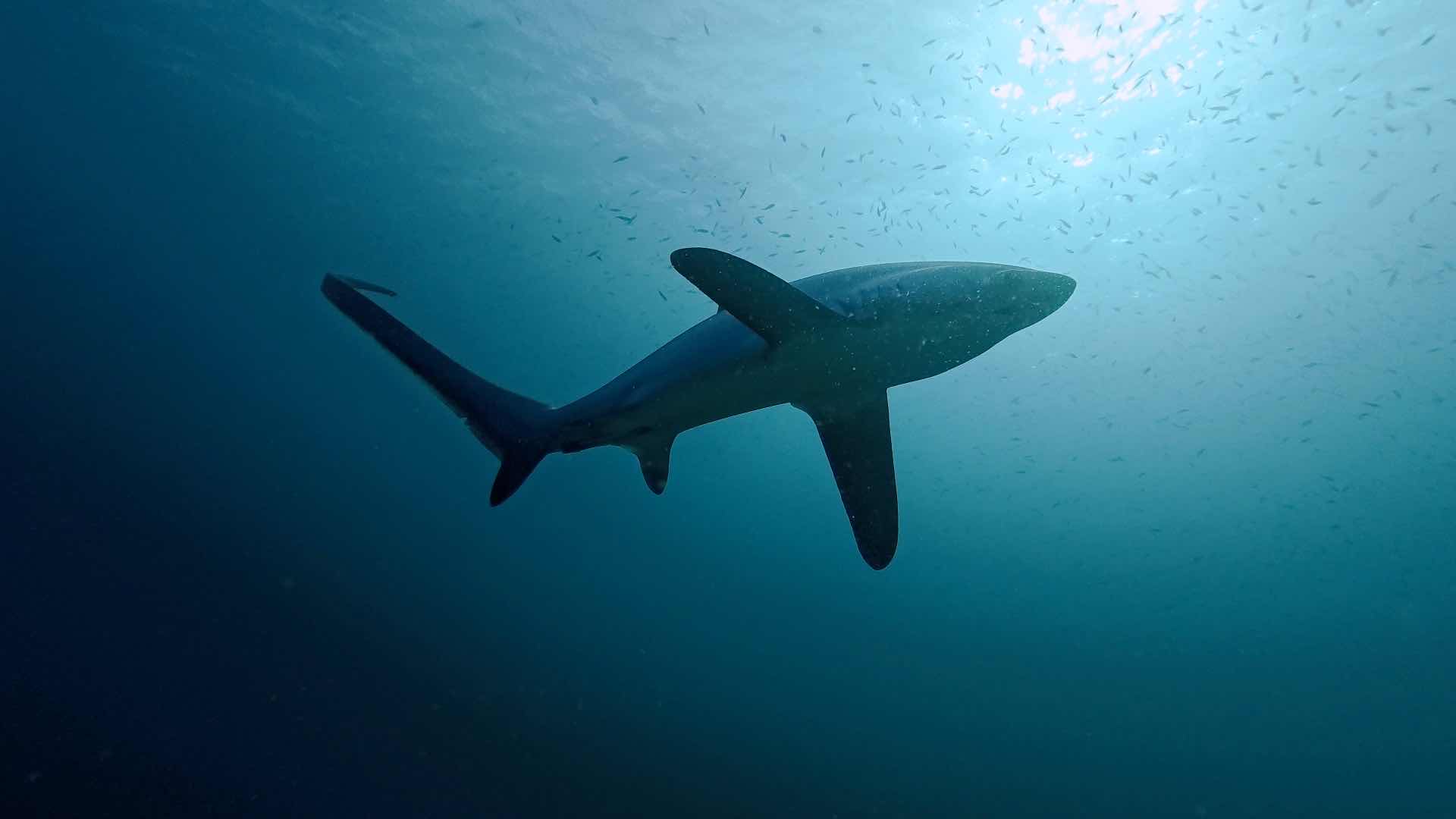 Kimud Shoal dive photo