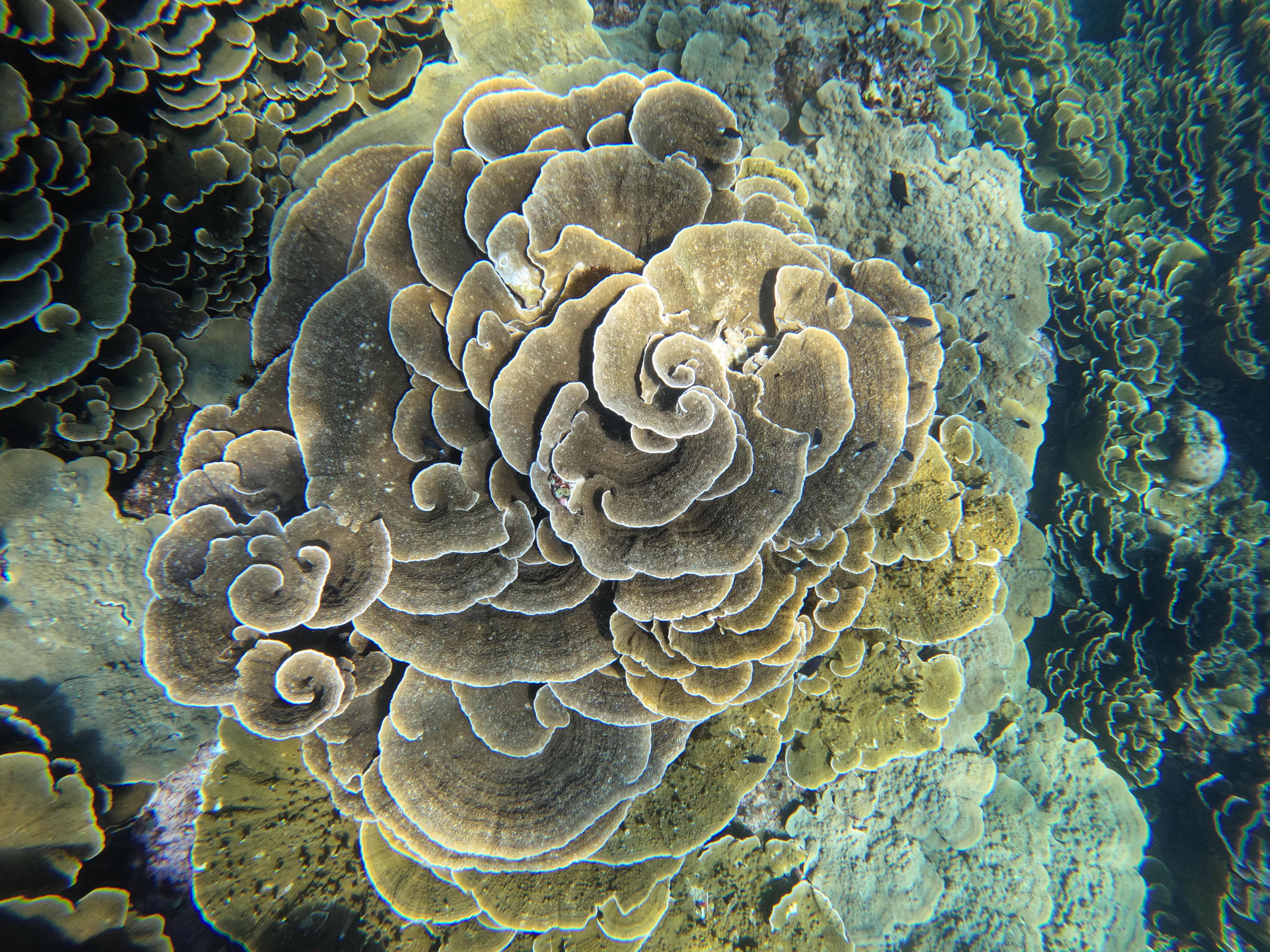 Alamanda dive photo