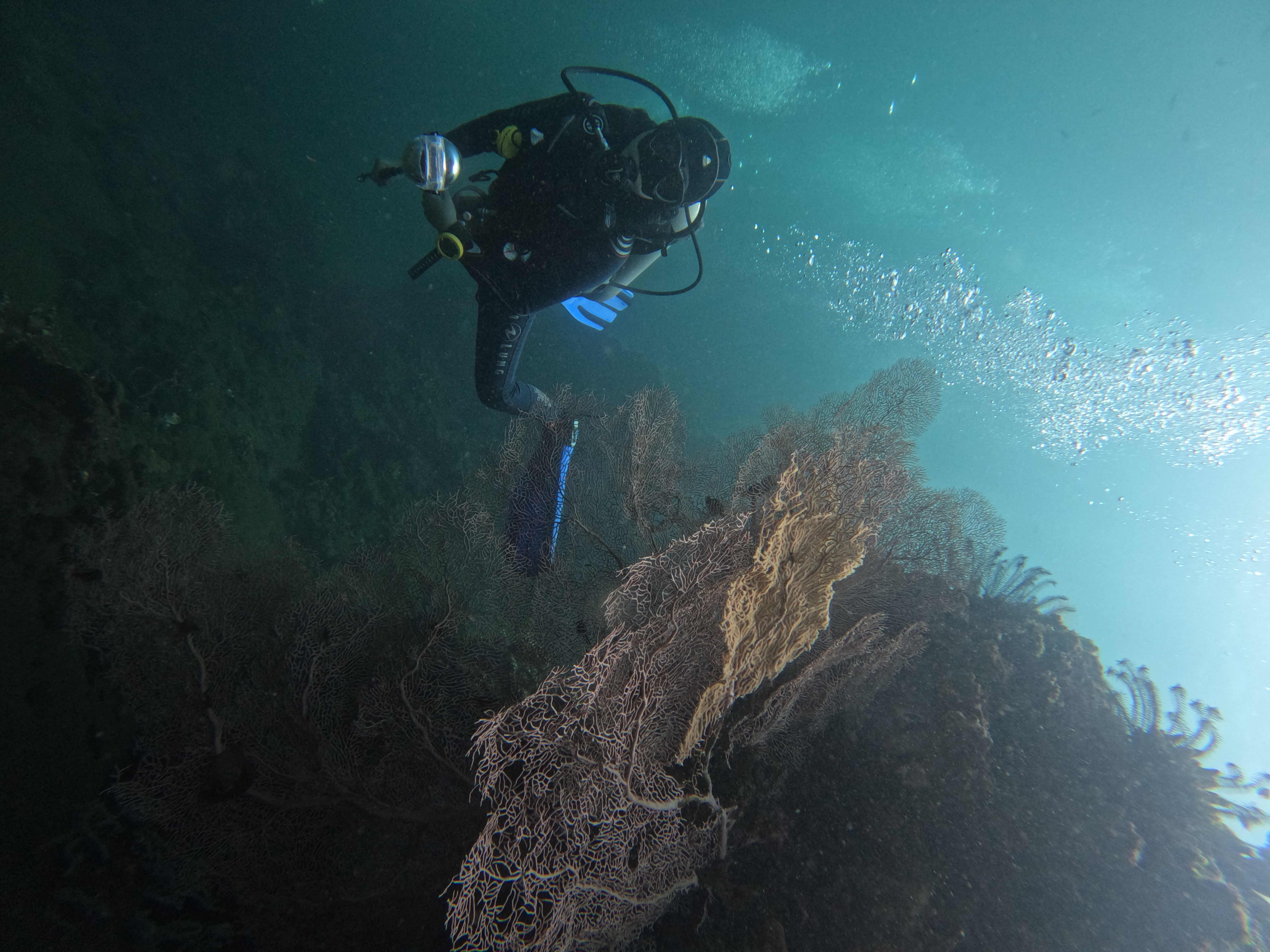 Drop-off dive photo