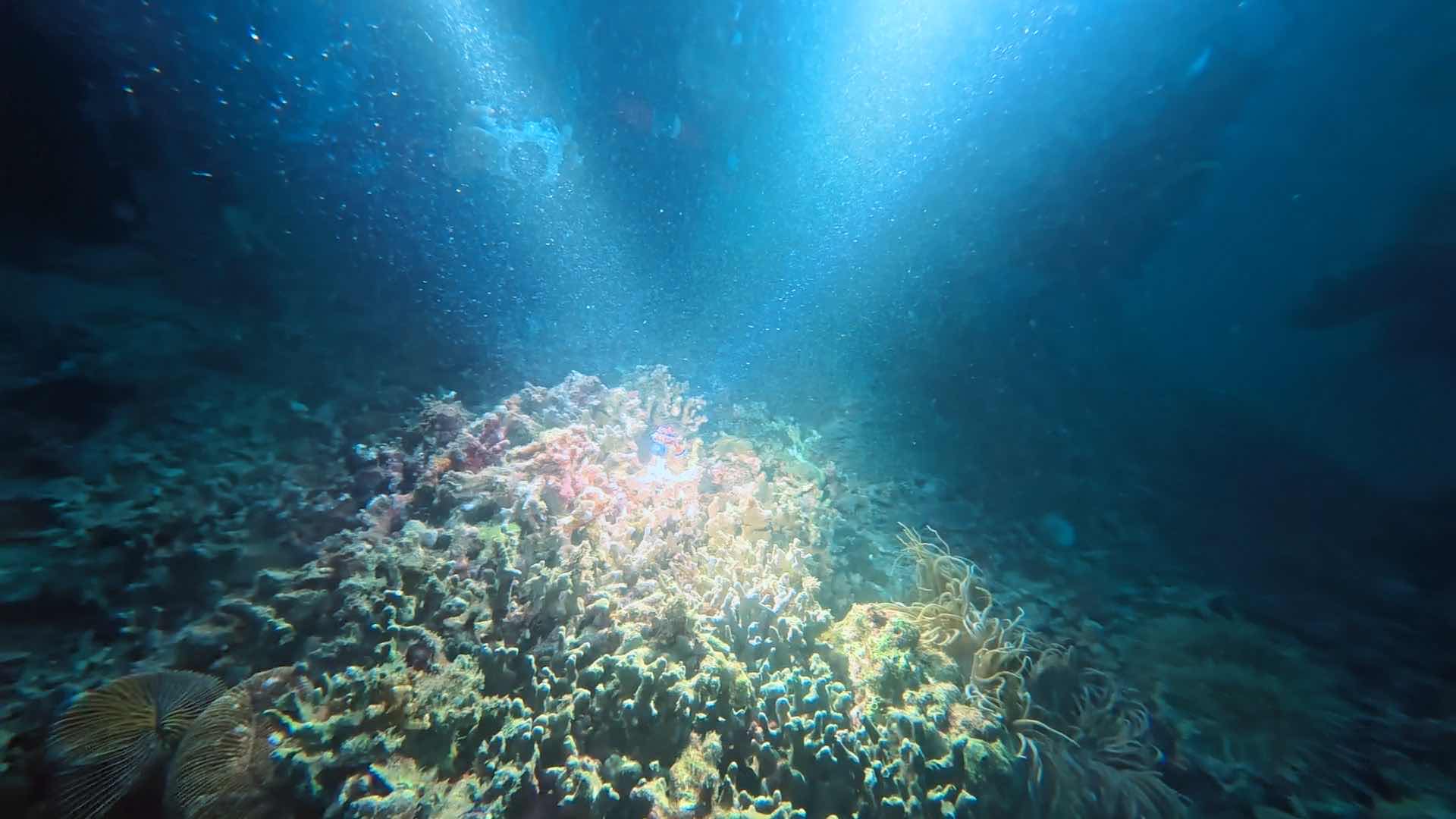 Lighthouse Reef dive photo